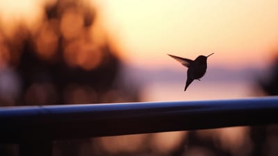 21 2236 Folkestone Way - Photo 18